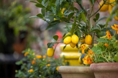 Fleuriste à PARIS 7EME ARRONDISSEMENT (75007) - 3011439922