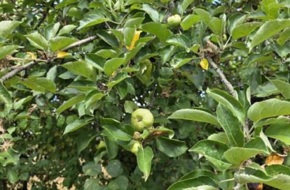 Terrain à ARGENTON SUR CREUSE (36200) - 3011440661