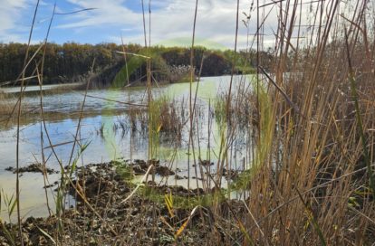 Etang à MEZIERES EN BRENNE (36290) - 3011442026