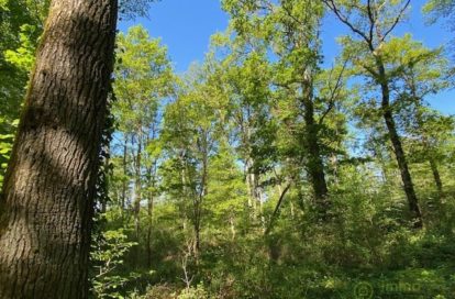 Terrain boisé  forêt à SAINT HILAIRE LES ANDRESIS (45320) - 3011443929